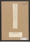 Clavicula sp. (de-Toni-Nr.: Genus 75) Zeichnungen Sammlung Grunow Nr. 5760 (NHMW-BOT-W0374151)